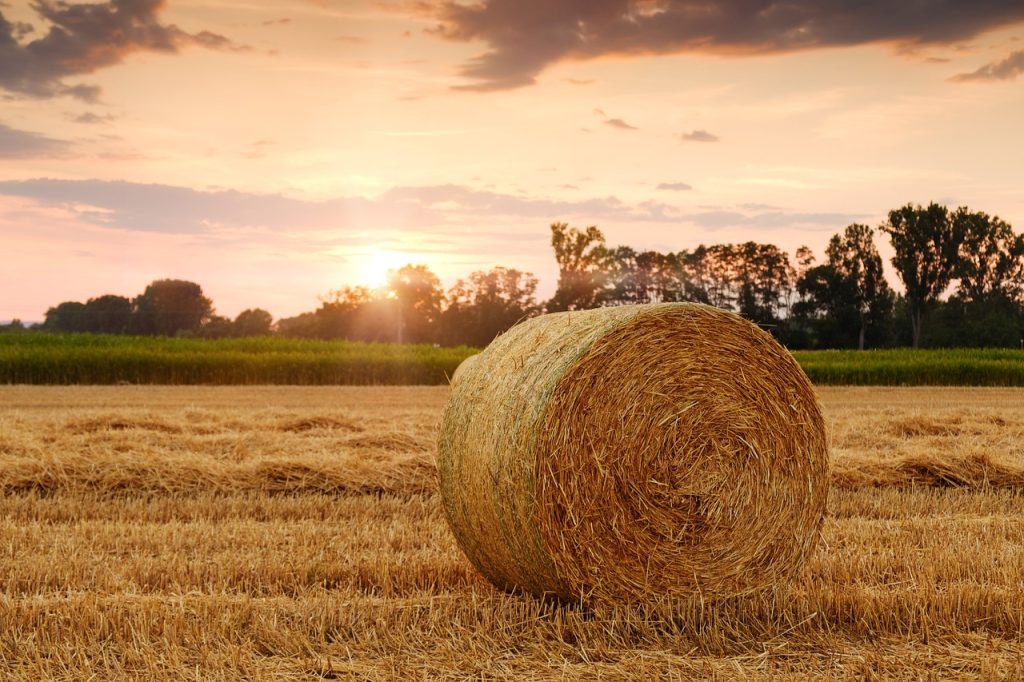 Organic farming practices often focus on promoting biodiversity and sustainability