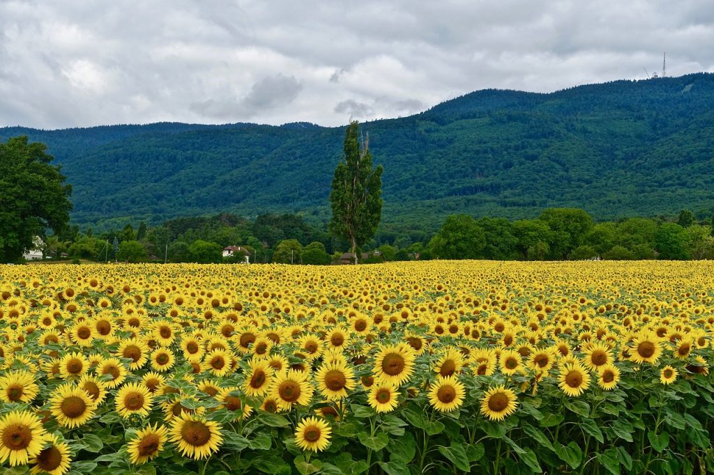 The Pros and Cons of Organic Farming: A Comprehensive Look at the Transition Process